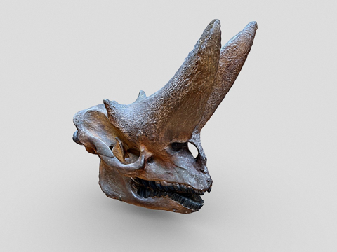  自然历史博物馆的埃及重脚兽头骨3d模型 
