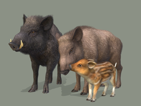  野猪家族3d模型 