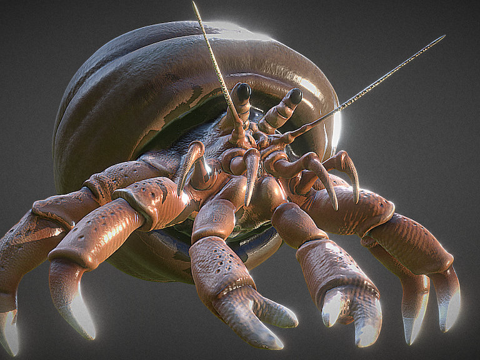  贫血寄居蟹3d模型 