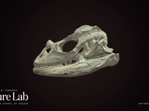  犀牛鬣蜥头骨复制品3d模型 