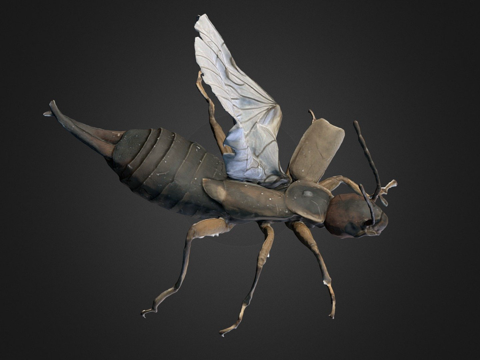  欧洲蠼螋自然历史数字档案库3d模型 