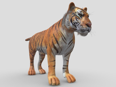  老虎3d模型 