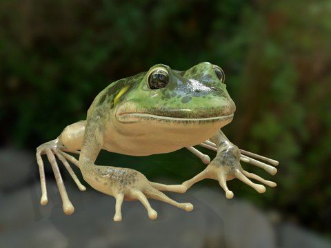 动画青蛙3d模型 