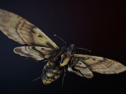  鬼脸天蛾死亡头鹰蛾3d模型 