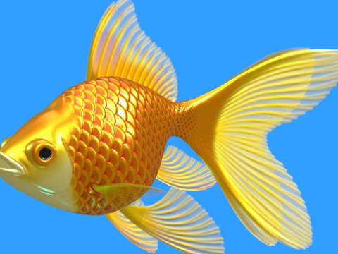  金鱼3d模型 