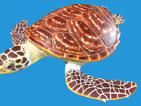  玳瑁龟3d模型 