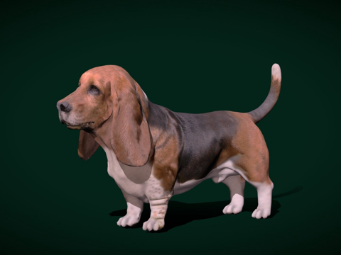  巴吉度猎犬品种3d模型 