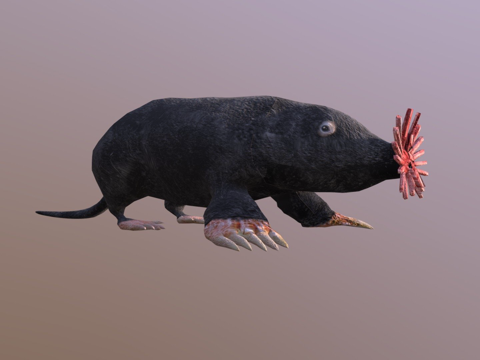  星鼻鼹鼠3d模型 