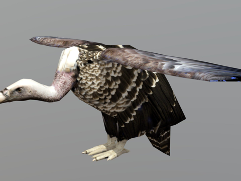  秃鹫鸟3d模型 
