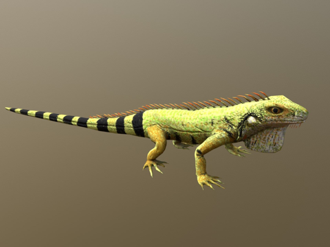  鬣蜥3d模型 