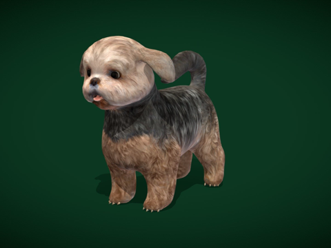 西施犬品种低多边形3d模型