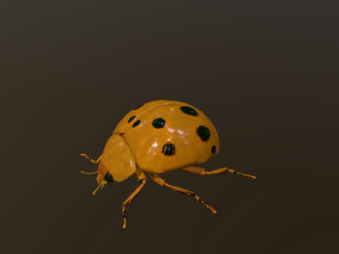  瓢虫低模3d模型 