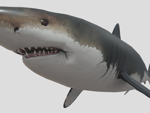  巨齿鲨3d模型 