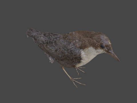  白喉河乌3d模型 