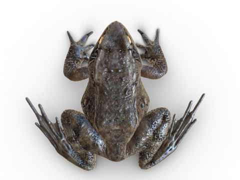  普通青蛙标注版3d模型 