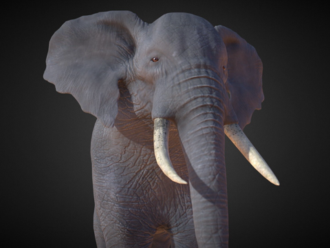  非洲象3d模型 