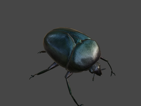  蜣螂3d模型 