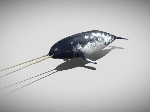  独角鲸一角鲸属3d模型 