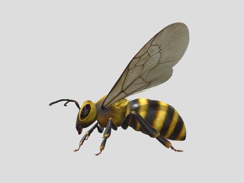  蜜蜂3d模型 