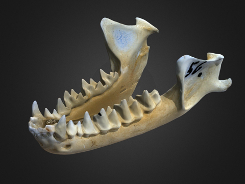  鼠耳蝠自然历史数字档案库3d模型 