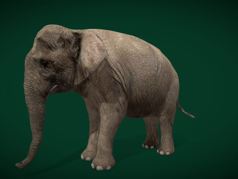 亚洲象成年濒危3d模型