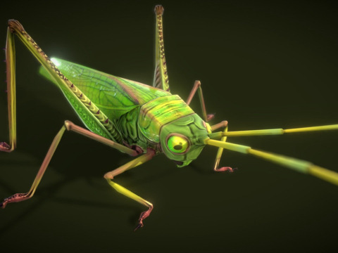  蚱蜢动物低模3d模型 