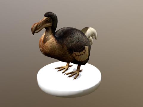  渡渡鸟罗斯柴尔德灭绝鸟类1907年3d模型 