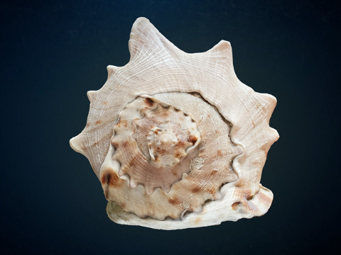  照片扫描大型海螺壳3d模型 