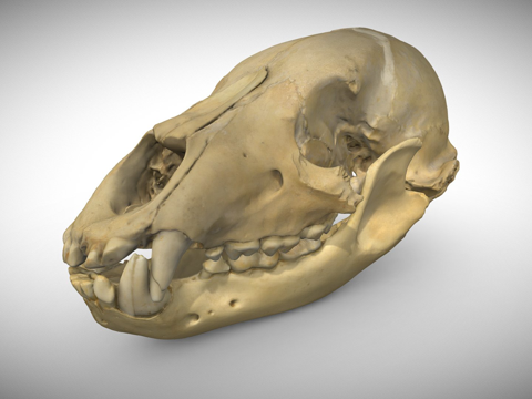  熊头骨3d模型 
