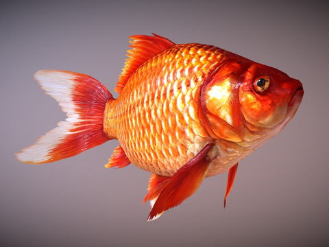  鲤低多边形3d模型3d模型 