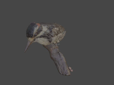 毛啄木鸟3d模型