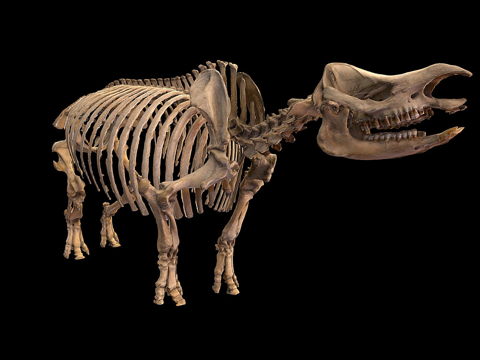  犀牛骨架3d模型 