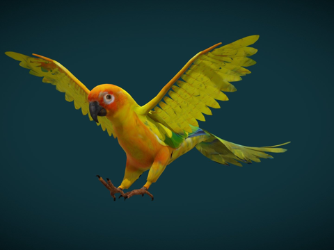  太阳锥尾鹦鹉低多边形3d模型 