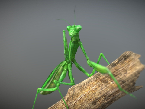  螳螂3d模型 