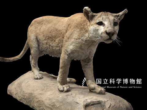 NSMTM32354美洲狮标本3d模型