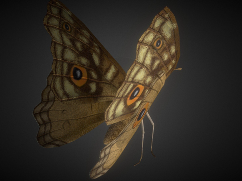  柑橘凤蝶绑定3d模型 