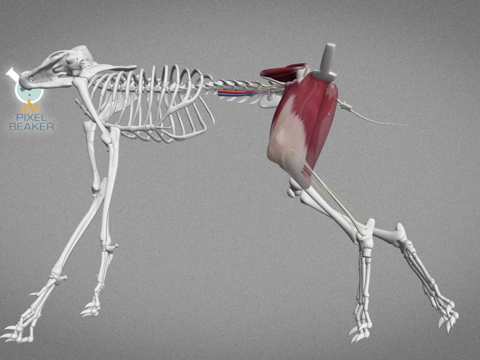  超声引导犬坐骨神经阻滞3d模型 