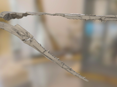  ChM PV4768桑氏伪齿鸟头骨3d模型 