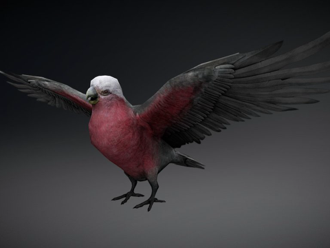  澳大利亚粉红鹦鹉低多边形移动版3d模型 
