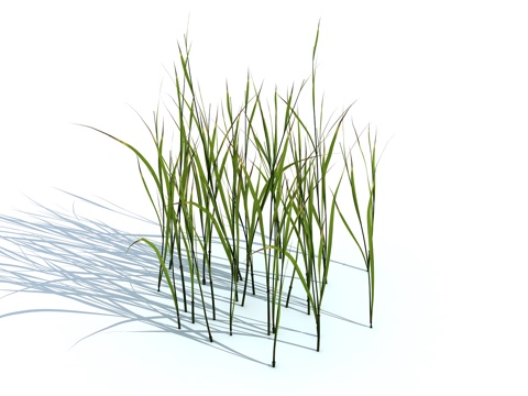  草 茅草 草坪 花卉 灌木3d模型 
