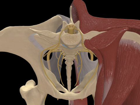  马骶髂区神经分布3d模型 