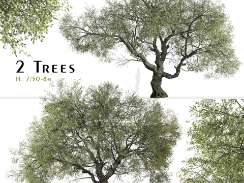  峡谷橡树（Quercus chrysolepis）套装3d模型 