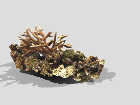  鹿角珊瑚鹿角珊瑚属3d模型 
