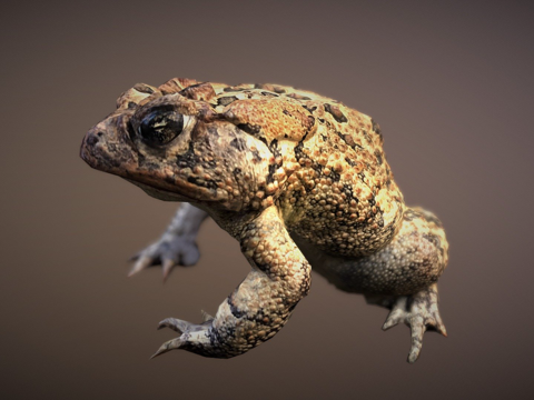  蹲坐蟾蜍3d模型 