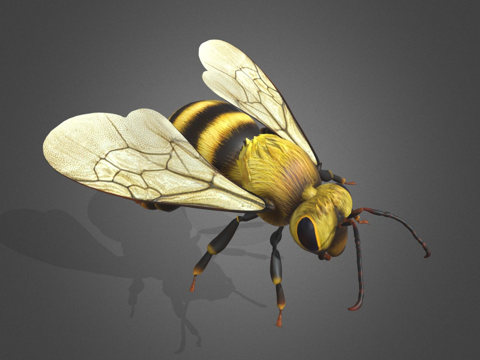  带贴图的详细动画蜜蜂3d模型 