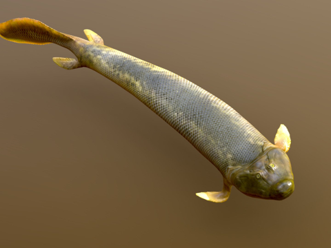  提克塔利克鱼3d模型 