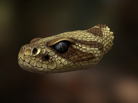  响尾蛇半身像3d模型 