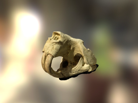  巨型河狸头骨3d模型 