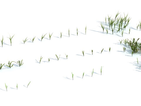  草 茅草 草坪 花卉 灌木3d模型 