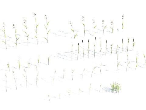  草 茅草 草坪3d模型 